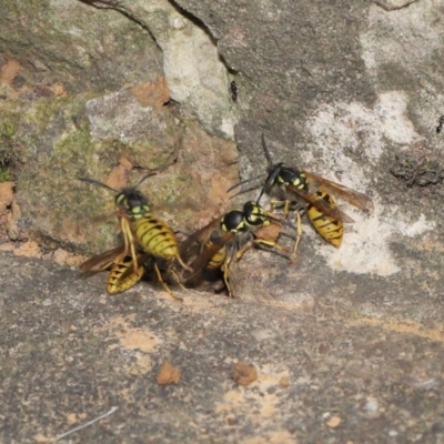 Vespula germanica (European wasp) at Acton, ACT - 11 Mar 2021 by TimL