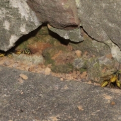 Vespula germanica at Acton, ACT - 12 Mar 2021