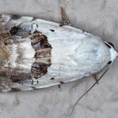 Armactica conchidia (Conchidia Moth) at Ainslie, ACT - 13 Mar 2021 by jbromilow50