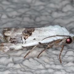 Armactica conchidia at Ainslie, ACT - 13 Mar 2021