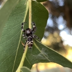 Sandalodes superbus (Ludicra Jumping Spider) at Murrumbateman, NSW - 15 Mar 2021 by SimoneC