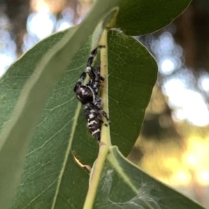 Sandalodes superbus at Murrumbateman, NSW - 15 Mar 2021 06:38 PM