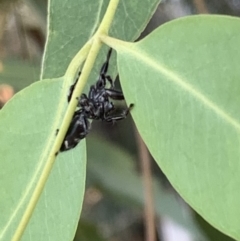 Sandalodes superbus at Murrumbateman, NSW - 15 Mar 2021 06:38 PM