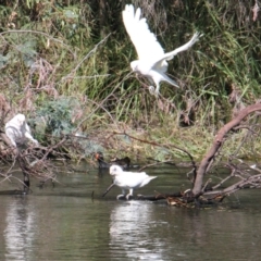 Cacatua sanguinea (Little Corella) at Albury, NSW - 15 Mar 2021 by PaulF