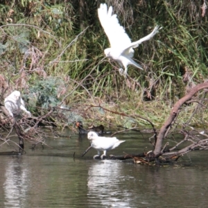 Cacatua sanguinea at Albury, NSW - 15 Mar 2021 09:39 AM