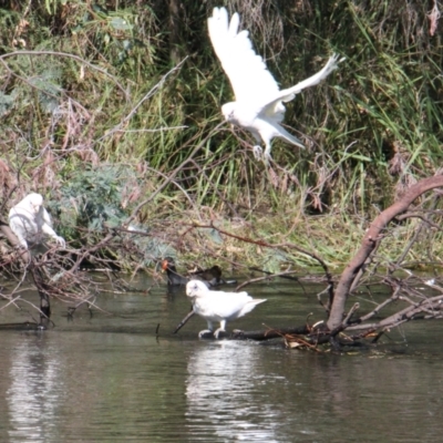 Cacatua sanguinea (Little Corella) at Albury, NSW - 15 Mar 2021 by PaulF