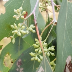 Eucalyptus polyanthemos (Red Box) at Cook, ACT - 8 Mar 2021 by drakes