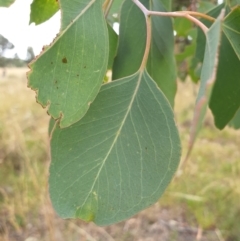 Eucalyptus polyanthemos at Cook, ACT - 8 Mar 2021 09:52 AM