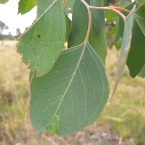 Eucalyptus polyanthemos at Cook, ACT - 8 Mar 2021 09:52 AM