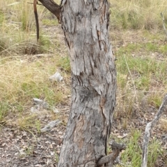 Eucalyptus polyanthemos at Cook, ACT - 8 Mar 2021