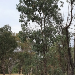 Eucalyptus polyanthemos at Cook, ACT - 8 Mar 2021