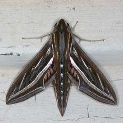 Hippotion celerio (Vine Hawk Moth) at Ainslie, ACT - 15 Mar 2021 by jb2602