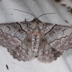 Hypobapta (genus) (A Geometer moth) at Tidbinbilla Nature Reserve - 12 Mar 2021 by kasiaaus