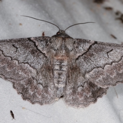 Hypobapta (genus) (A Geometer moth) at Paddys River, ACT - 12 Mar 2021 by kasiaaus