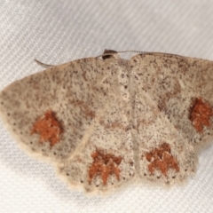 Casbia celidosema (A Geometer moth) at Tidbinbilla Nature Reserve - 12 Mar 2021 by kasiaaus