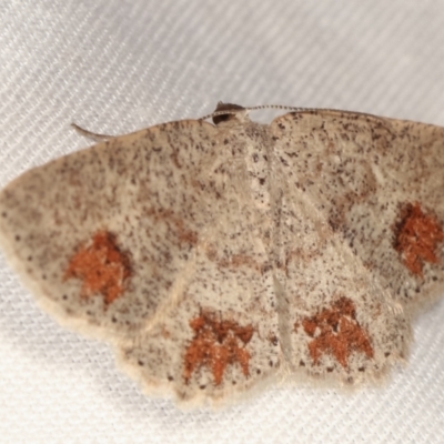 Casbia celidosema (A Geometer moth) at Tidbinbilla Nature Reserve - 12 Mar 2021 by kasiaaus