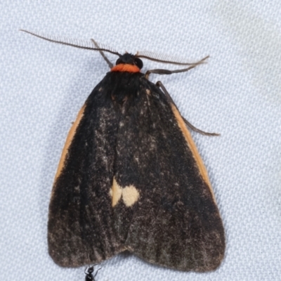 Castulo doubledayi (Doubleday's Footman) at Tidbinbilla Nature Reserve - 12 Mar 2021 by kasiaaus