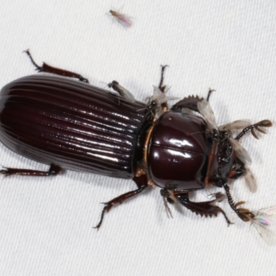 Aulacocyclus edentulus (Passalid beetle) at Tidbinbilla Nature Reserve - 12 Mar 2021 by kasiaaus
