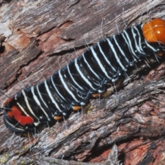 Comocrus behri (Mistletoe Day Moth) at Guerilla Bay, NSW - 2 Mar 2021 by Harrisi