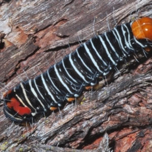 Comocrus behri at Guerilla Bay, NSW - 2 Mar 2021 04:26 PM