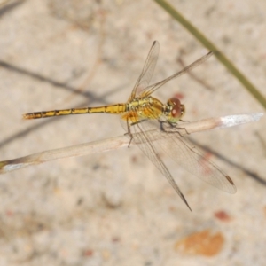 Diplacodes bipunctata at Batehaven, NSW - 2 Mar 2021