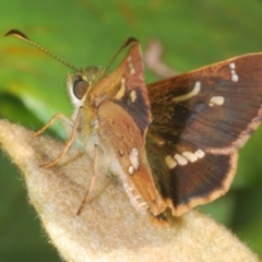 Dispar compacta (Barred Skipper) at Guerilla Bay, NSW - 2 Mar 2021 by Harrisi