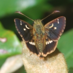 Dispar compacta at Guerilla Bay, NSW - 2 Mar 2021 04:28 PM