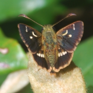 Dispar compacta at Guerilla Bay, NSW - 2 Mar 2021