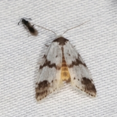 Thallarcha sparsana (Fair Footman) at Tidbinbilla Nature Reserve - 12 Mar 2021 by kasiaaus