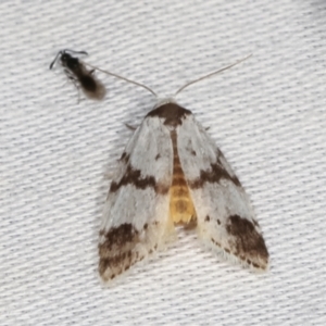 Thallarcha sparsana at Paddys River, ACT - 12 Mar 2021 08:21 PM