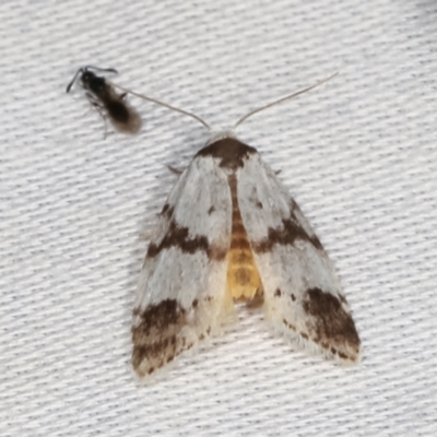 Thallarcha sparsana (Fair Footman) at Tidbinbilla Nature Reserve - 12 Mar 2021 by kasiaaus