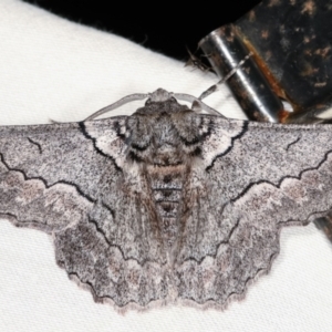 Hypobapta (genus) at Paddys River, ACT - 12 Mar 2021 08:22 PM