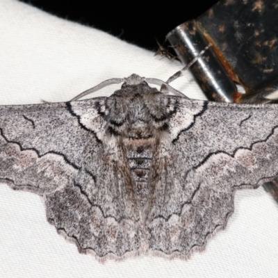 Hypobapta (genus) (A Geometer moth) at Tidbinbilla Nature Reserve - 12 Mar 2021 by kasiaaus