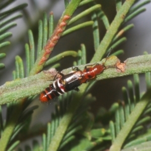 Carphurus sp. (genus) at Bruce, ACT - 8 Mar 2021 05:14 PM