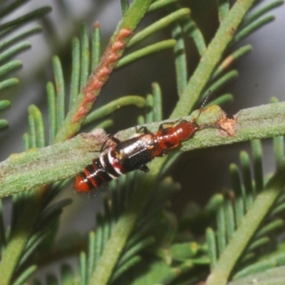 Carphurus sp. (genus) (Soft-winged flower beetle) at Black Mountain - 8 Mar 2021 by Harrisi