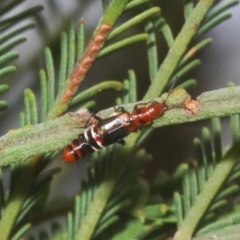 Carphurus sp. (genus) (Soft-winged flower beetle) at Bruce, ACT - 8 Mar 2021 by Harrisi