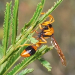 Delta bicinctum (Potter wasp) at Bruce, ACT - 8 Mar 2021 by Harrisi
