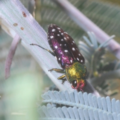Diphucrania leucosticta (White-flecked acacia jewel beetle) at Aranda Bushland - 10 Mar 2021 by Harrisi