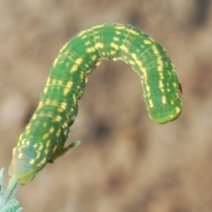 Capusa senilis at Holt, ACT - 10 Mar 2021 05:07 PM