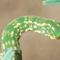 Capusa senilis at Holt, ACT - 10 Mar 2021