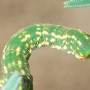 Capusa senilis at Holt, ACT - 10 Mar 2021 05:07 PM