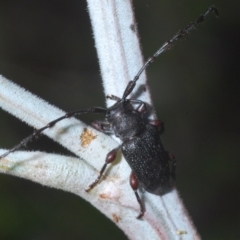 Ancita sp. (genus) (Longicorn or longhorn beetle) at Weetangera, ACT - 12 Mar 2021 by Harrisi