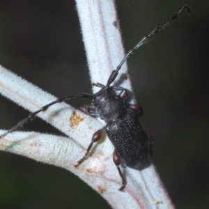 Ancita sp. (genus) at Weetangera, ACT - 12 Mar 2021
