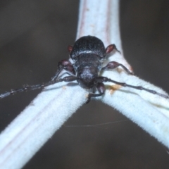 Ancita sp. (genus) at Weetangera, ACT - 12 Mar 2021 05:57 PM