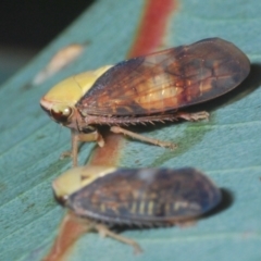 Brunotartessus fulvus (Yellow-headed Leafhopper) at The Pinnacle - 12 Mar 2021 by Harrisi