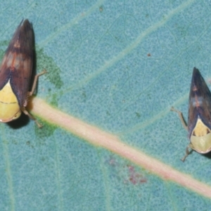 Brunotartessus fulvus at Weetangera, ACT - 12 Mar 2021