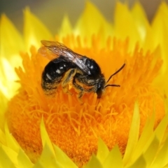 Lipotriches (Austronomia) ferricauda (Halictid bee) at Acton, ACT - 21 Feb 2021 by TimL