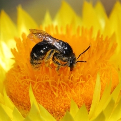 Lipotriches (Austronomia) ferricauda (Halictid bee) at Acton, ACT - 20 Feb 2021 by TimL