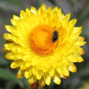 Lipotriches (Austronomia) ferricauda at Acton, ACT - 21 Feb 2021