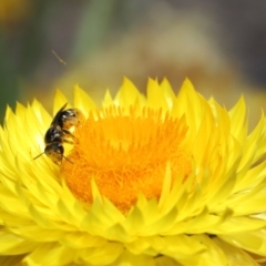 Lipotriches (Austronomia) ferricauda at Acton, ACT - 21 Feb 2021 10:59 AM